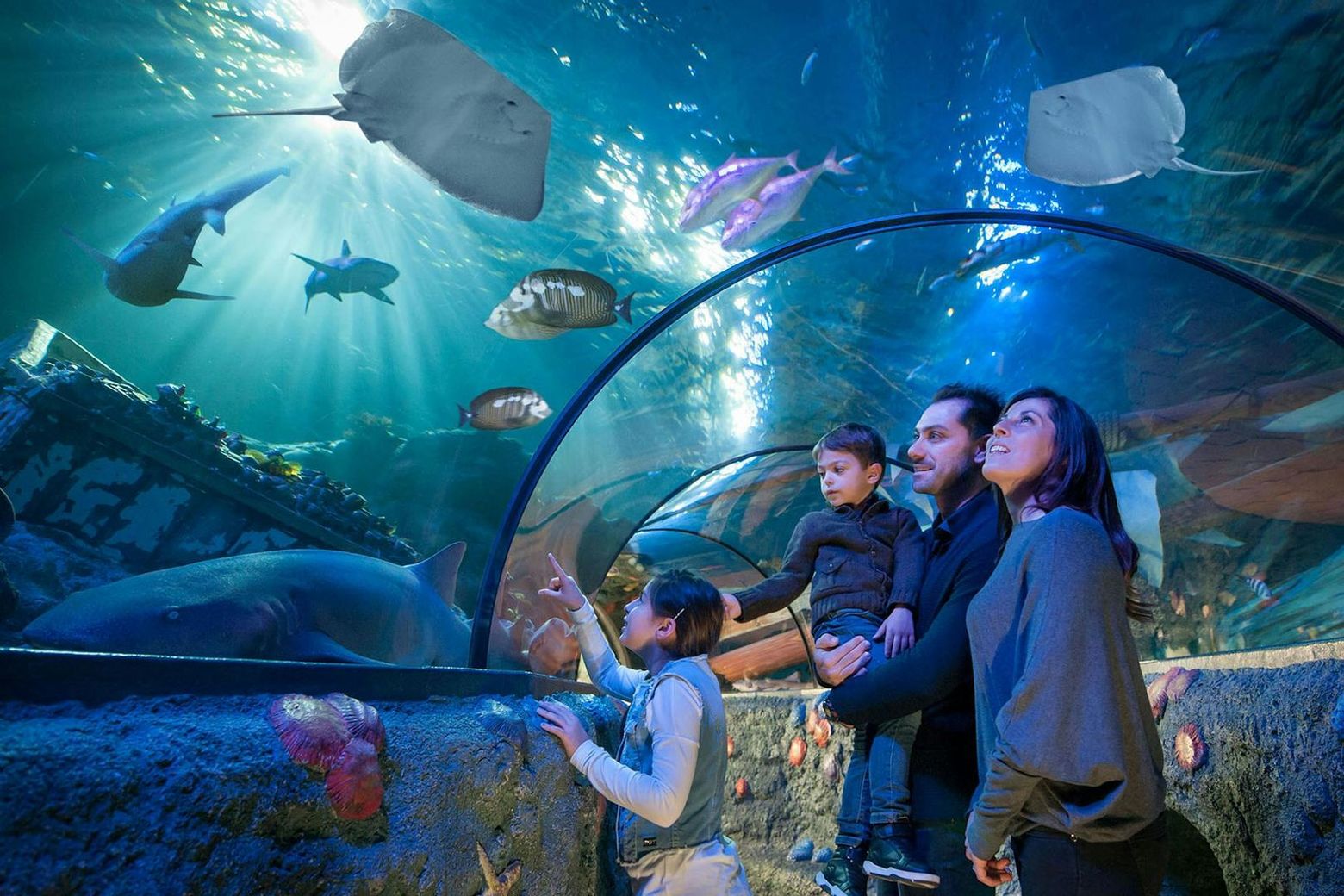 Gardaland SEA LIFE Aquarium: Входной билет