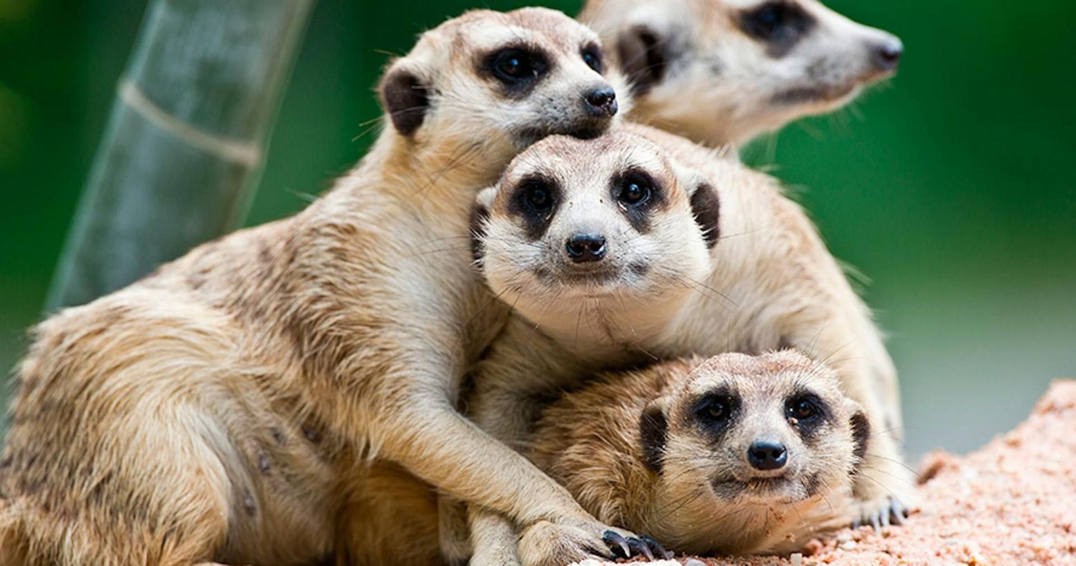 Terra Natura Murcia: Входной билет