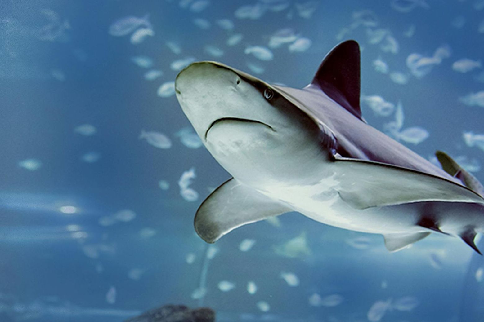 Аквариум Атлантис Мадрид: Входной билет - photo 2