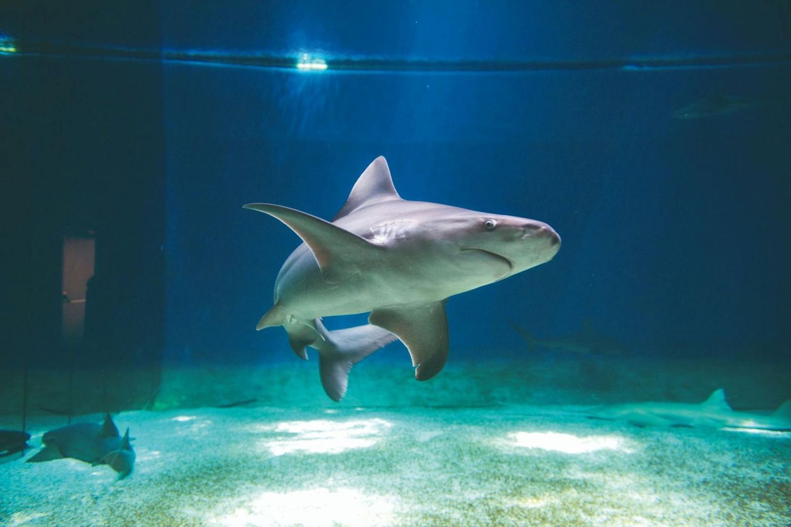 Аквариум Генуи: Входной билет + Дегустация фокачча - photo 2