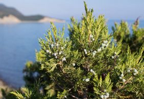 Аудиопрогулка по заказнику Большой Утриш: наедине с природой