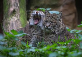 Лагосский зоопарк: Входной билет