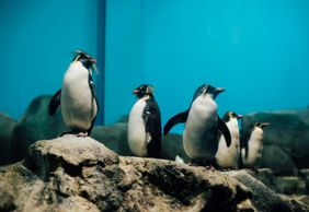 Подводный мир Лангкави: Входной билет