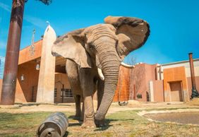 Зоопарк и аквариум Толедо: входной билет