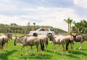 Вход в парк сафари Wild Florida Drive-Thru