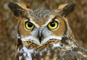 Заповедник «Мир птиц» и парк обезьян: Входной билет