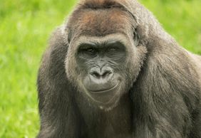 Зоопарк Франклин-Парк: Входной билет