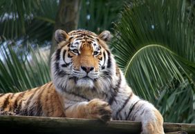 Лиссабонский зоопарк: Билет с быстрым входом