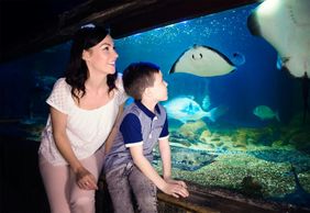 ЖИЗНЬ МОРЕ Бланкенберге: Входной билет