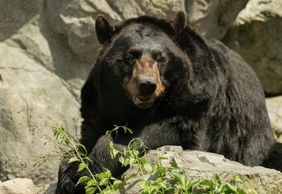 Каменный зоопарк: входной билет