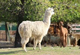 Сафари: входной билет в Равенну