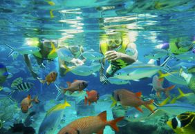 Аквапарк Adventure Cove™: Входной билет