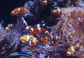 Аквариум Биопарка Хихона: Входной билет