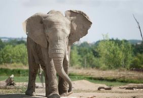 Safari de Peaugres: Входной билет