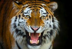 Terra Natura Benidorm: Входной билет