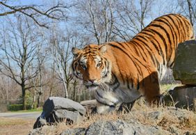 Сафари-парк Помбии: Входной билет