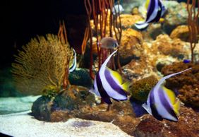 Подводный мир Паттайи: Входной билет