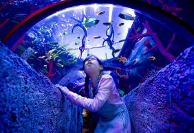 МОРСКАЯ ЖИЗНЬ МАЛАЙЗИЯ: Входной билет