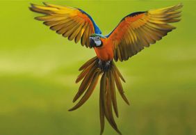 Тематический парк Олтремаре: Входной билет