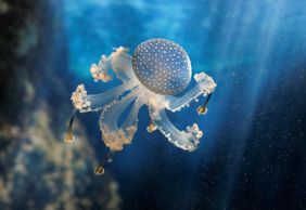 Океанополис: Билет с входом без очереди