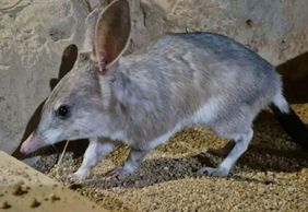 Сады коалы в Куранде: Входной билет