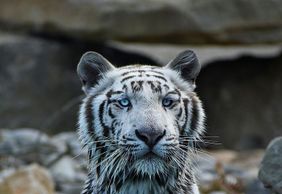 Зоопарк Барбен: Входной билет