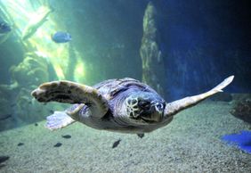 Аквариум Кала-Гононе: Входной билет