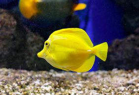 Океанариум Онирии: Входной билет