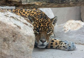 Зоопарк Коки: Входной билет