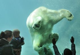 Роттердамский зоопарк: Билет с входом без очереди