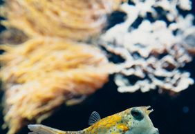 Аквариум Гран-Лион: Входной билет