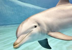 Океанографический и научный музей: Входной билет