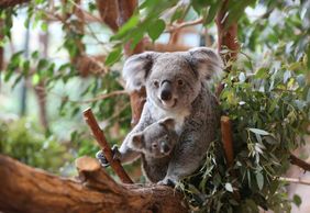 Зоопарк Боваль: Входной билет
