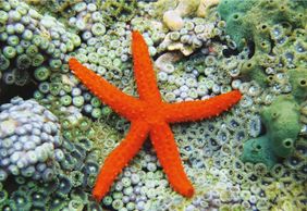 Аквариум Каттолики: Входной билет + Обед