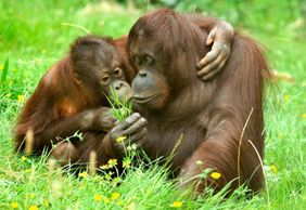 Кёльнский зоопарк и аквариум: Входной билет