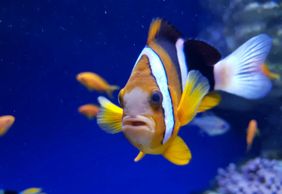 Аквариум Неаполя: Входной билет