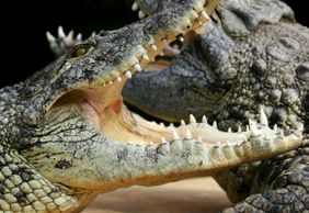 Аллигаторская бухта: Входной билет