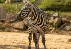 Зоопарк Колчестера: Входной билет