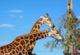 Парк дикой природы Хантер-Валли: Входной билет