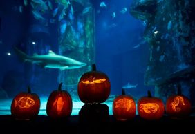 МОРСКАЯ ЖИЗНЬ Канзас-Сити: Входной билет