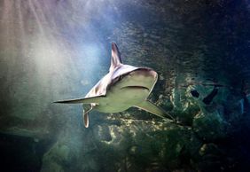 SEA LIFE Сан-Антонио: Входной билет