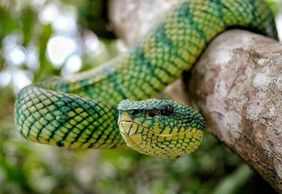 Парк рептилий на Бали: Входной билет