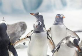 МОРСКАЯ ЖИЗНЬ Констанц: Входной билет