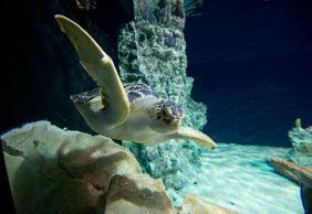 Аквариум в Ливорно: Входной билет