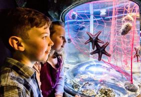 ЖИЗНЬ МОРЯ Брайтон: стандартный билет