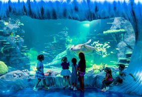 Аквариум SEA LIFE в Сиднее: входной билет