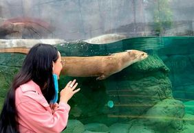 Океанариум Мичин, Пуэбла: Входной билет