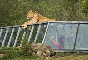 Сафари в Туари: входной билет