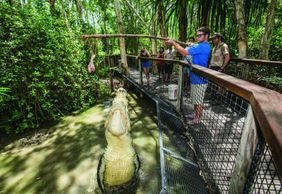 Крокодиловые приключения Хартли: Входной билет