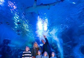 МОРСКАЯ ЖИЗНЬ Бирмингема: Входной билет